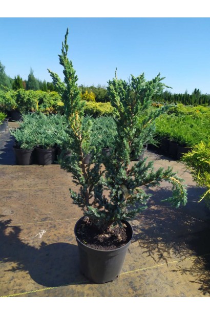 Можжевельник чешуйчатый Мейери - 5л/вис.60-70см/Ø40-50см